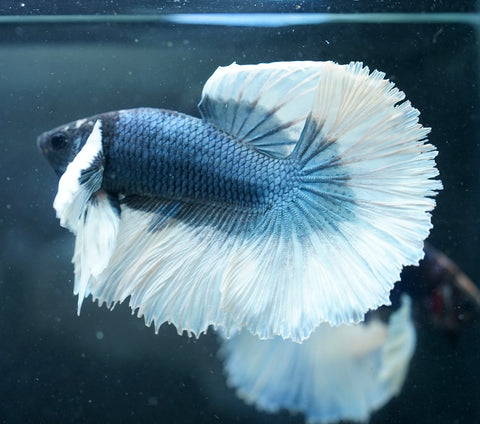 Dumbo Blue Shades Butterfly Over Halfmoon - Live Aquarium Male Betta Fish