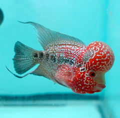 #3 (SRD) Size 4.5" Super Red Dragon Big Head Male Flowerhorn - Deep Red and Pearl