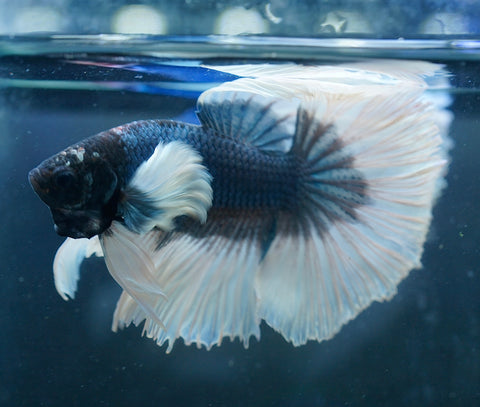 Dumbo Blue Shades Butterfly Over Halfmoon - Live Aquarium Male Betta Fish