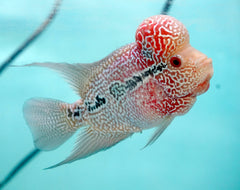 #4 (SRD) Size 4.5" Super Red Dragon Big Head Male Flowerhorn - Deep Red and Pearl