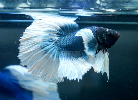 Dumbo Blue Shades Butterfly Over Halfmoon - Live Aquarium Male Betta Fish