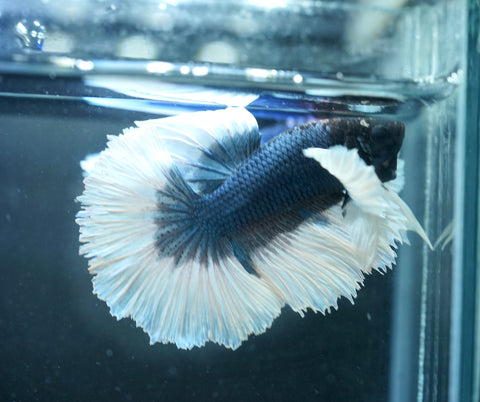 Dumbo Blue Shades Butterfly Over Halfmoon - Live Aquarium Male Betta Fish