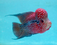 #5 (SRD) Size 4.5" Super Red Dragon Big Head Male Flowerhorn - Deep Red and Pearl