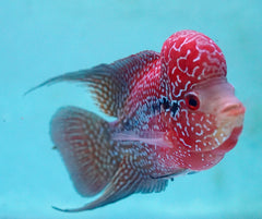 #5 (SRD) Size 4.5" Super Red Dragon Big Head Male Flowerhorn - Deep Red and Pearl