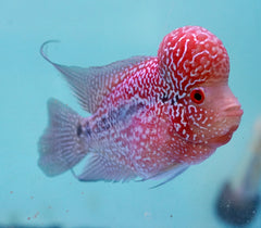 #6 (SRD) Size 4.5" Super Red Dragon Big Head Male Flowerhorn - Deep Red and Pearl