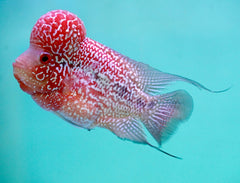 #6 (SRD) Size 4.5" Super Red Dragon Big Head Male Flowerhorn - Deep Red and Pearl