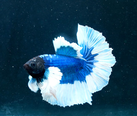 Dumbo Blue Butterfly Over Halfmoon - Live Aquarium Male Betta Fish