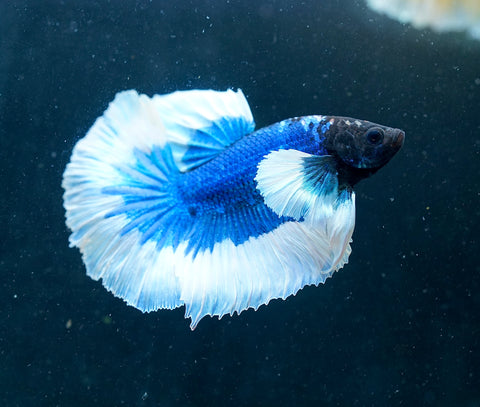 Dumbo Blue Butterfly Over Halfmoon - Live Aquarium Male Betta Fish