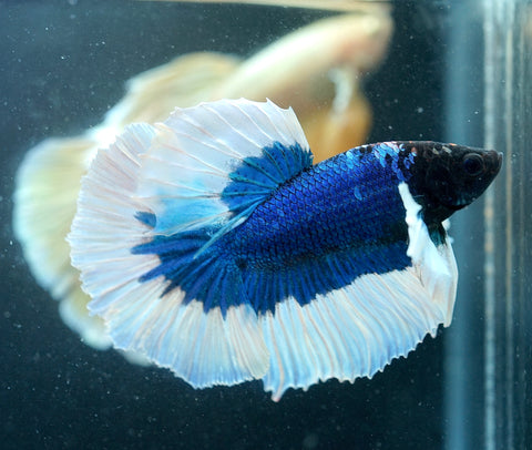 Dumbo Blue Butterfly Over Halfmoon - Live Aquarium Male Betta Fish