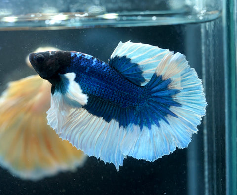 Dumbo Blue Butterfly Over Halfmoon - Live Aquarium Male Betta Fish