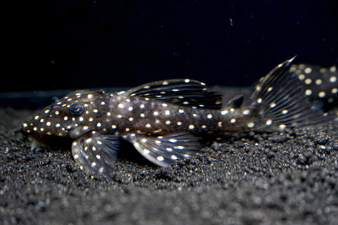 L240 - Galaxy Vampire Pleco size 3.5-4”