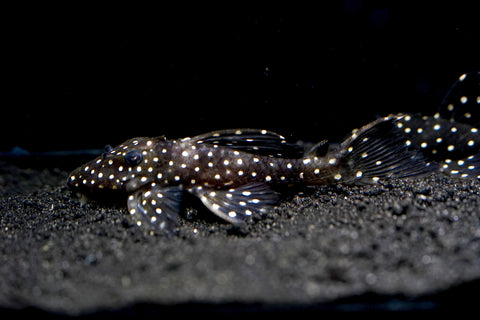 L240 - Galaxy Vampire Pleco size 3.5-4”