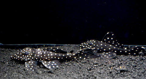 L240 - Galaxy Vampire Pleco size 3.5-4”