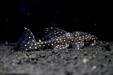 L240 - Galaxy Vampire Pleco size 3.5-4”