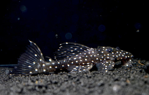 L240 - Galaxy Vampire Pleco size 3.5-4”