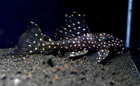 L240 - Galaxy Vampire Pleco size 3.5-4”