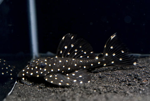 L240 - Galaxy Vampire Pleco size 3.5-4”