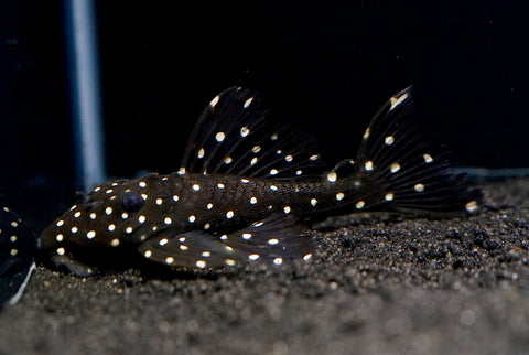 L240 - Galaxy Vampire Pleco size 3.5-4”