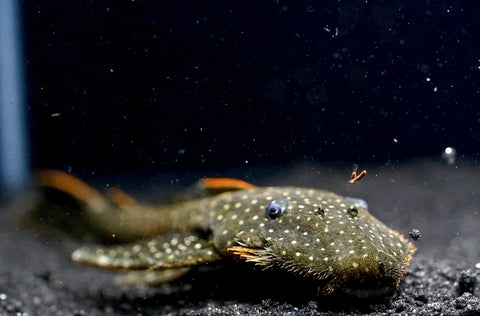 L235 Flyer Pleco (Pseudolithoxus anthrax) size 3.5"-4”