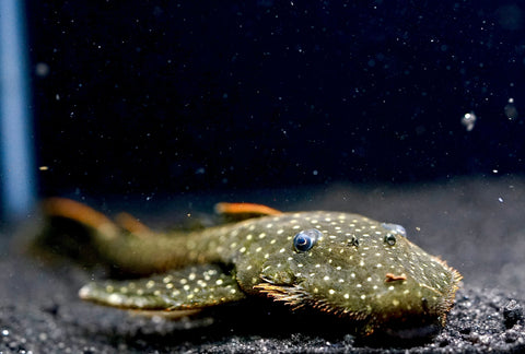 L235 Flyer Pleco (Pseudolithoxus anthrax) size 3.5"-4”