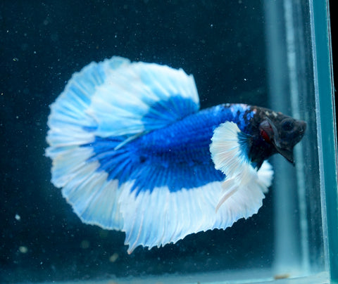 Dumbo Blue Butterfly Over Halfmoon - Live Aquarium Male Betta Fish