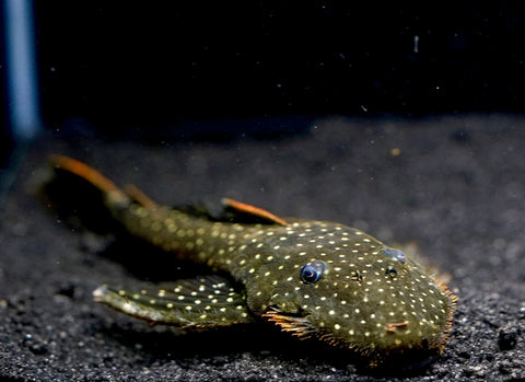 L235 Flyer Pleco (Pseudolithoxus anthrax) size 3.5"-4”