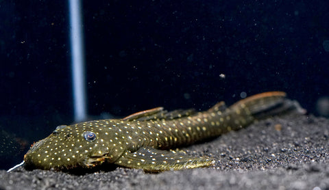 L235 Flyer Pleco (Pseudolithoxus anthrax) size 3.5"-4”