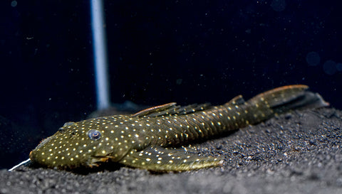 L235 Flyer Pleco (Pseudolithoxus anthrax) size 3.5"-4”