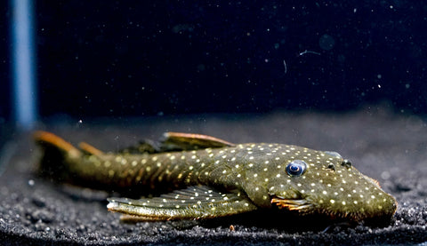 L235 Flyer Pleco (Pseudolithoxus anthrax) size 3.5"-4”