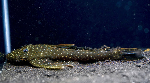 L235 Flyer Pleco (Pseudolithoxus anthrax) size 3.5"-4”