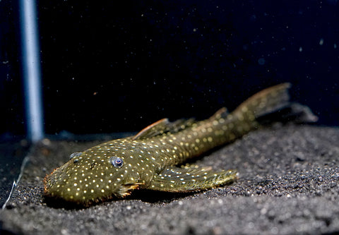 L235 Flyer Pleco (Pseudolithoxus anthrax) size 3.5"-4”