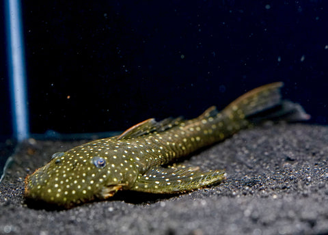 L235 Flyer Pleco (Pseudolithoxus anthrax) size 3.5"-4”