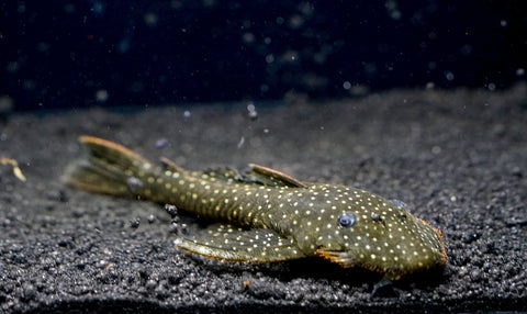 L235 Flyer Pleco (Pseudolithoxus anthrax) size 3.5"-4”