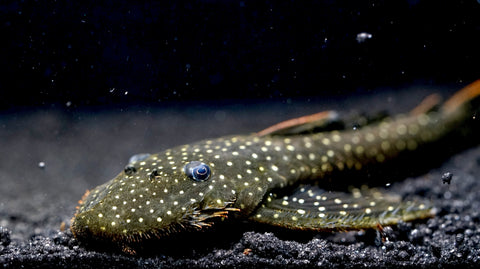 L235 Flyer Pleco (Pseudolithoxus anthrax) size 3.5"-4”