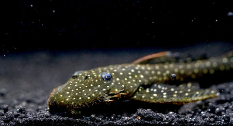 L235 Flyer Pleco (Pseudolithoxus anthrax) size 3.5"-4”