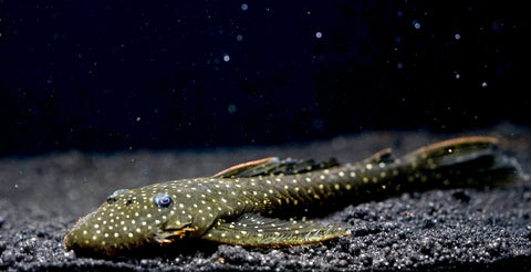 L235 Flyer Pleco (Pseudolithoxus anthrax) size 3.5"-4”