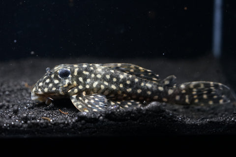 L471 - White Spotted Dwarf Hypancistrus size 4”