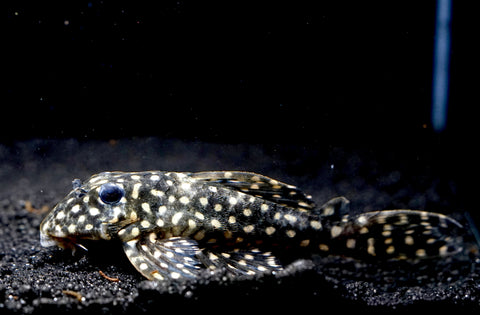 L471 - White Spotted Dwarf Hypancistrus size 4”