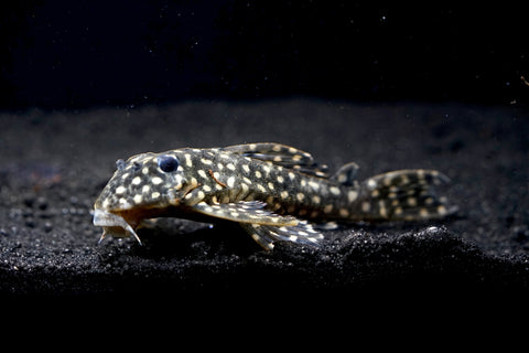 L471 - White Spotted Dwarf Hypancistrus size 4”