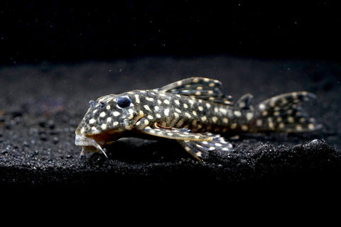 L471 - White Spotted Dwarf Hypancistrus size 4”