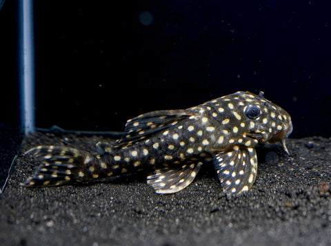 L471 - White Spotted Dwarf Hypancistrus size 4”