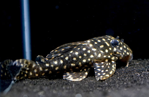 L471 - White Spotted Dwarf Hypancistrus size 4”