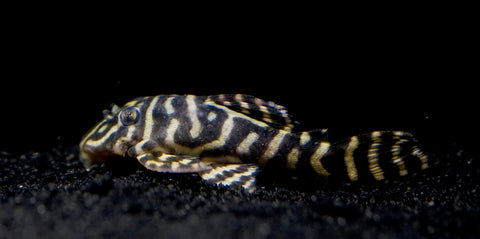 L340 Hypancistrus Zebra Venezuela - Live Aquarium Pleco Fish Grade A+++