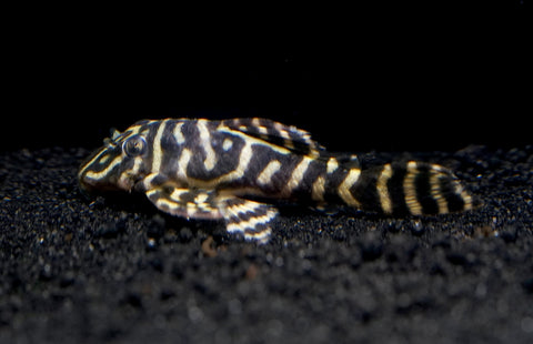 L340 Hypancistrus Zebra Venezuela - Live Aquarium Pleco Fish Grade A+++