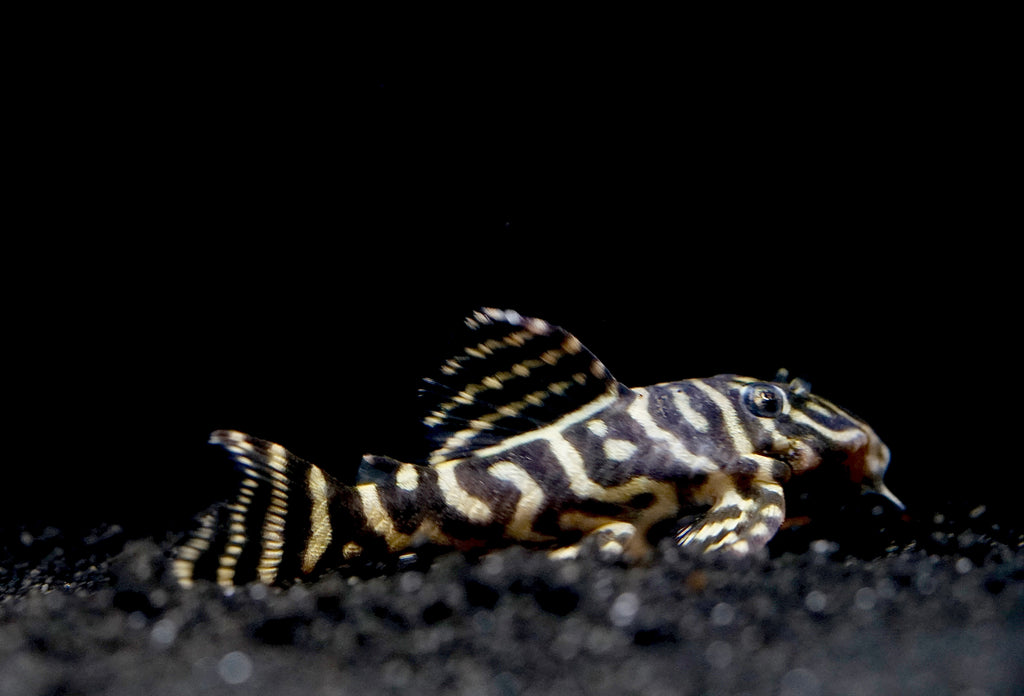 L340 Hypancistrus Zebra Venezuela - Live Aquarium Pleco Fish Grade