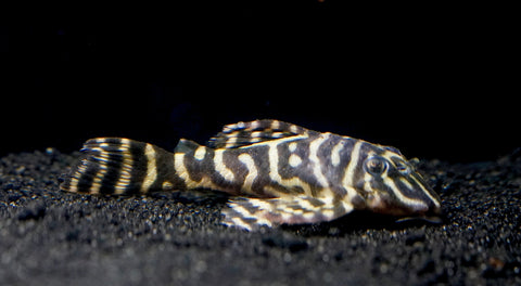 L340 Hypancistrus Zebra Venezuela - Live Aquarium Pleco Fish Grade A+++