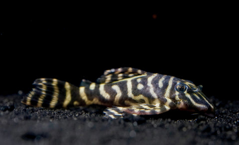 L340 Hypancistrus Zebra Venezuela - Live Aquarium Pleco Fish Grade A+++