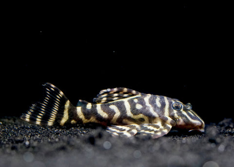 L340 Hypancistrus Zebra Venezuela - Live Aquarium Pleco Fish Grade A+++