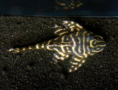 L340 Hypancistrus Zebra Venezuela - Live Aquarium Pleco Fish Grade A+++