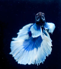 Deep Blue Dumbo Halfmoon - Live Aquarium Male Betta Fish